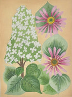 Cosmos and Hydrangeas