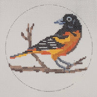 Baltimore Oriole