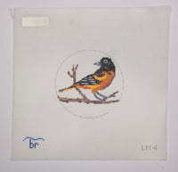 Baltimore Oriole