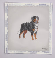 Bernese Mountain Dog