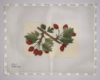 Berry Leaves