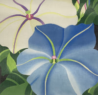 Giant Morning Glories