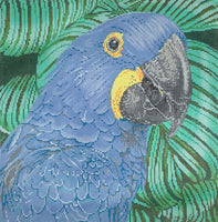Parrot Hyacinth Macaw