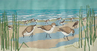 Sanderlings
