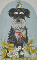 Daisy Schnauzer
