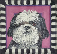 Shih Tzu Puppy
