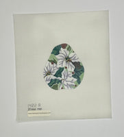 White Poinsettia Pear
