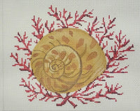 Moon Snail Shell with Coral
