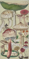 Green Mushrooms
