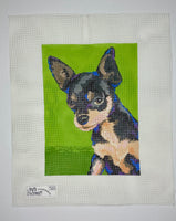 Chihuahua
