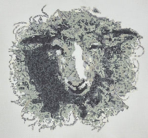 Pursell Sheep