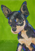 Chihuahua
