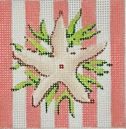 Starfish Square