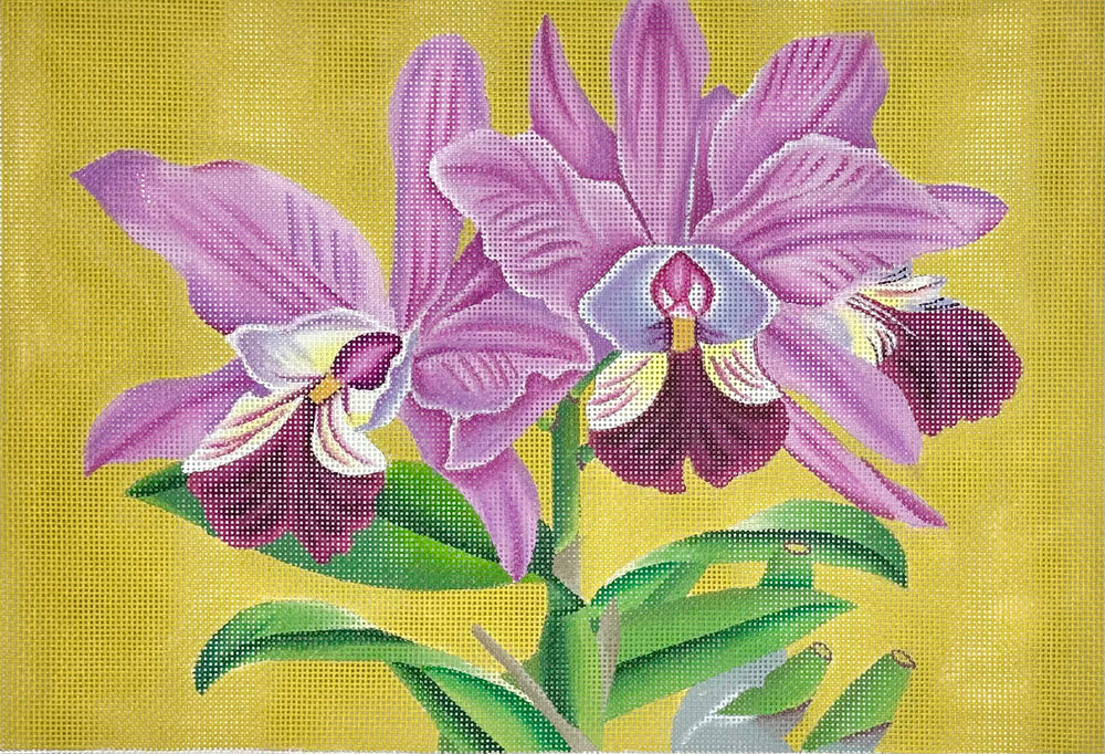Orchids