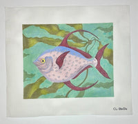 Red Tail Opah
