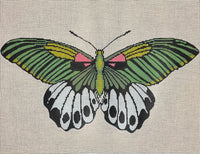 Moth Green Pink White
