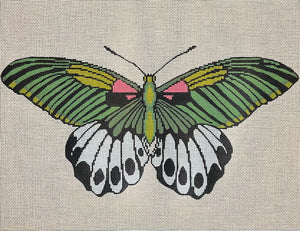 Moth Green Pink White