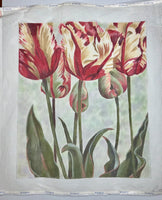 Asiatic Tulips
