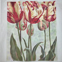 Asiatic Tulips