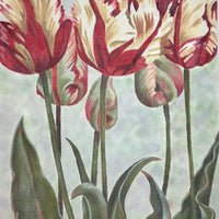 Asiatic Tulips