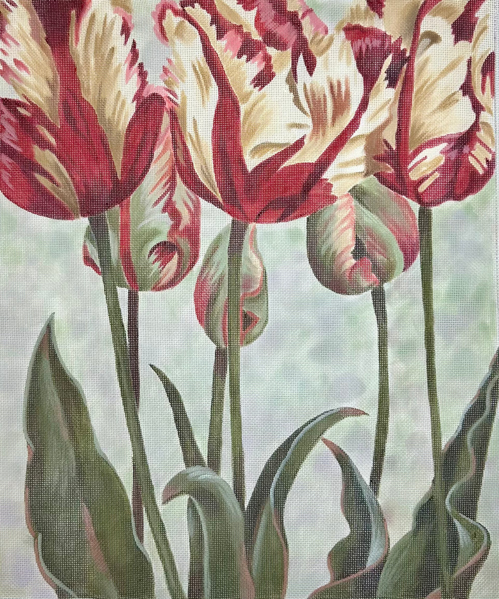 Asiatic Tulips