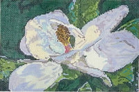 Magnolia

