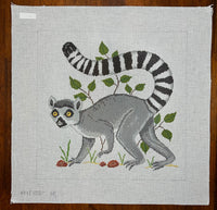 Ringed Tail Lemur
