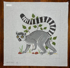 Ringed Tail Lemur