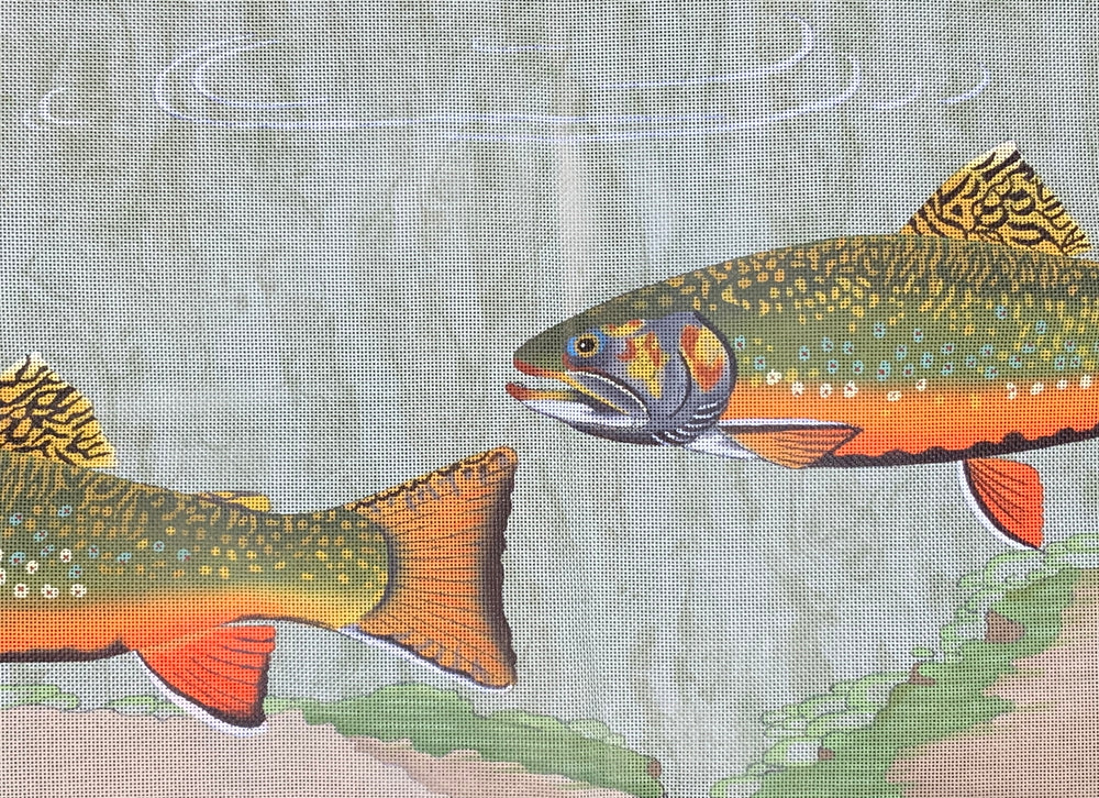 Large Brook Trout