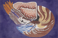 Nautilus
