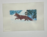 Fox in Snow
