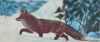 Fox in Snow
