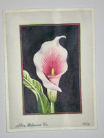 Calla Lily
