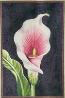 Calla Lily
