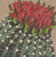 Cactus Flowers
