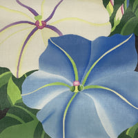 Giant Morning Glories