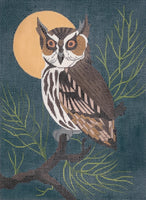 Owl
