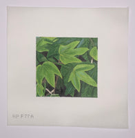 Leaves
