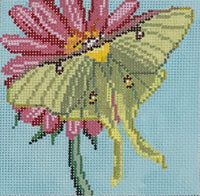 Luna Moth
