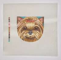 Yorkie
