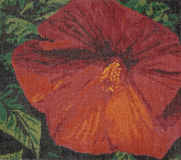 Hibiscus
