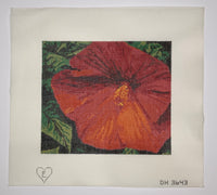 Hibiscus
