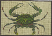 Green Crab
