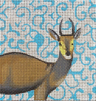 Antelope
