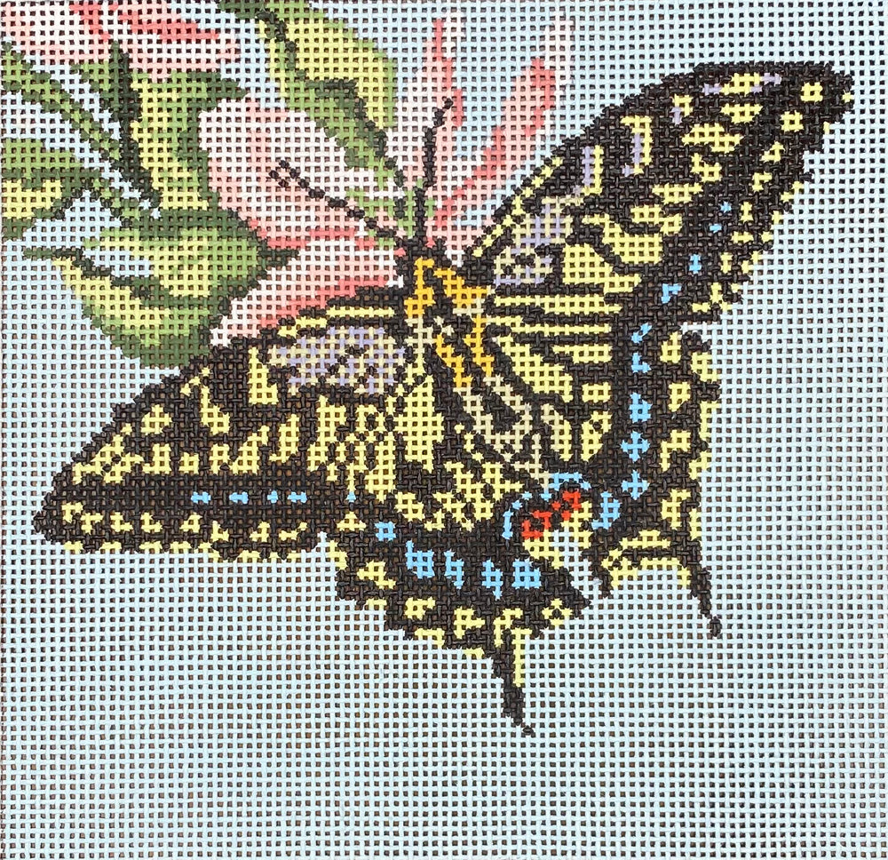 Anise Swallowtail