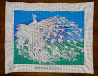 Albino Peacock
