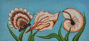 Seashells